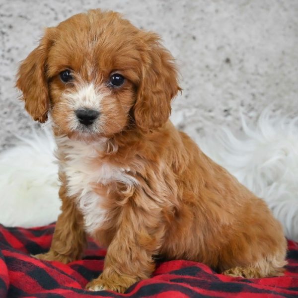 F1 Cavapoo Puppy for Sale