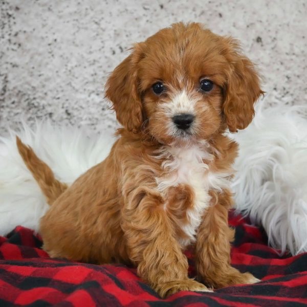 F1 Cavapoo Puppy for Sale