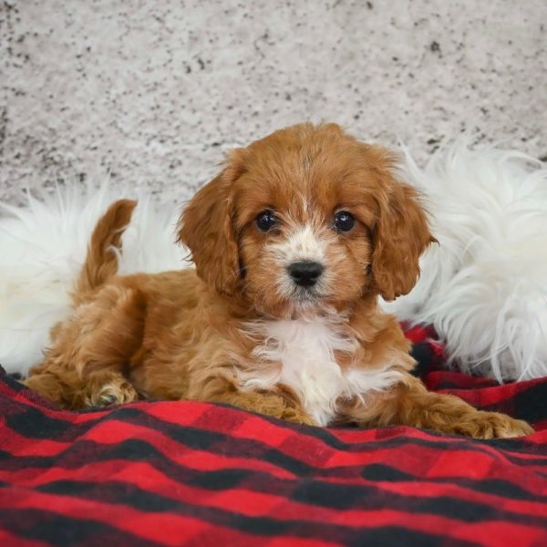 F1 Cavapoo Puppy for Sale