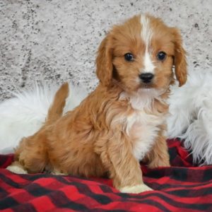 F1 Cavapoo Puppy for Sale