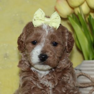 F1b Mini Goldendoodle Puppy for Sale