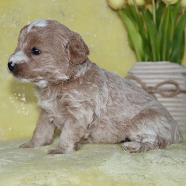 F1b Mini Goldendoodle Puppy for Sale