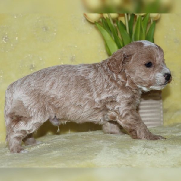 F1b Mini Goldendoodle Puppy for Sale
