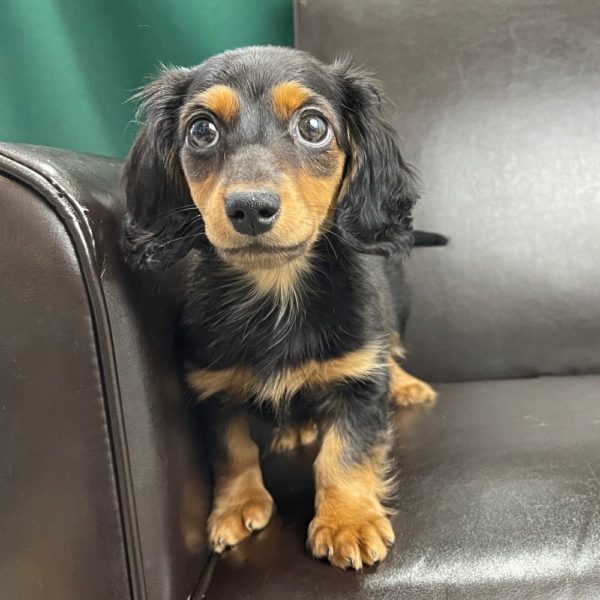 Mini Dachshund Puppy for Sale
