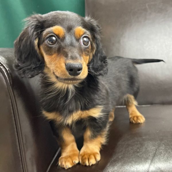 Mini Dachshund Puppy for Sale