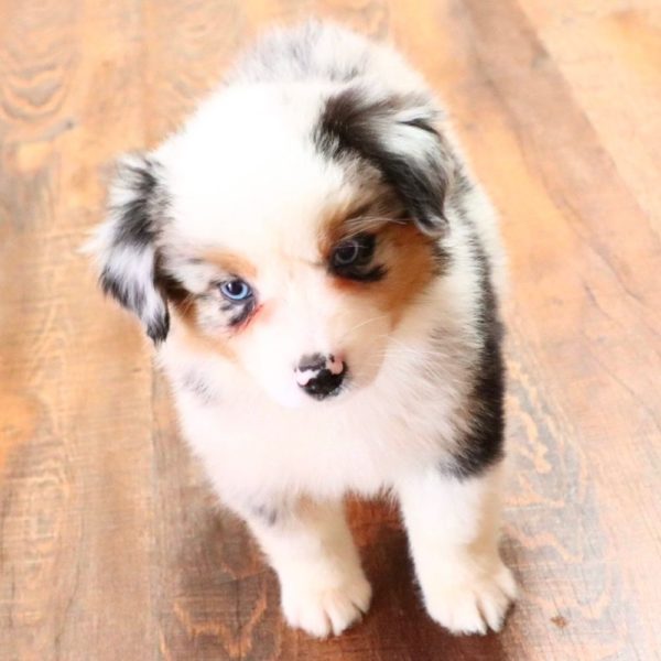 Miniature Australian Shepherd Puppy for Sale