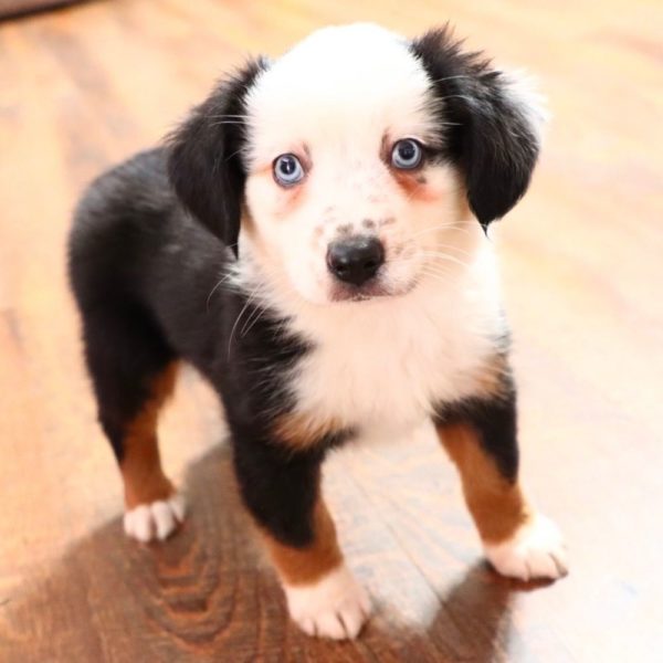 Miniature Australian Shepherd Puppy for Sale
