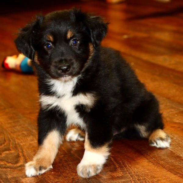 Miniature Australian Shepherd Puppy for Sale