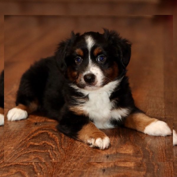 Miniature Australian Shepherd Puppy for Sale
