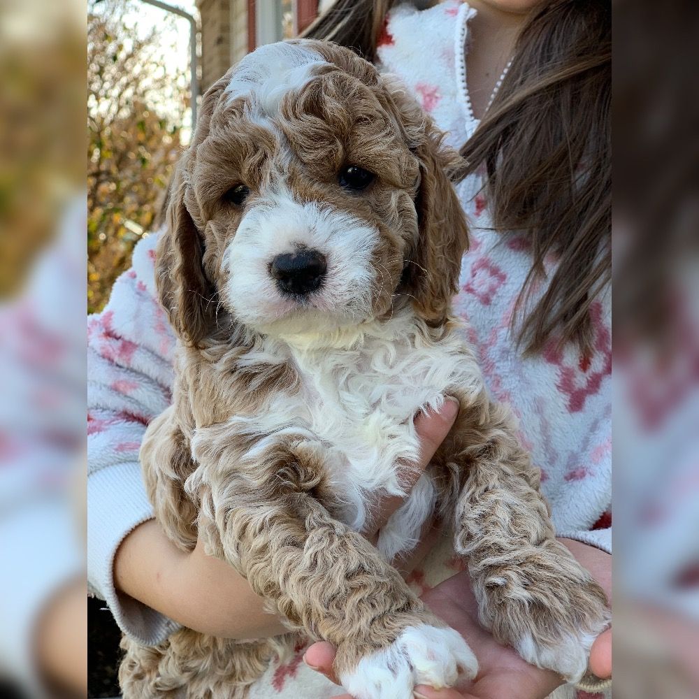 F1 Cockapoo Puppy for Sale in NYC