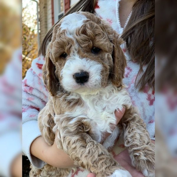 F1 Cockapoo Puppy for Sale