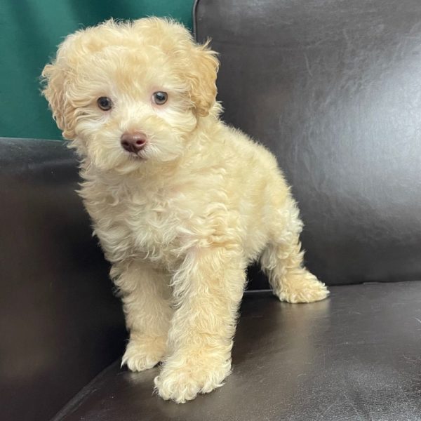 Miniature Poodle Puppy for Sale