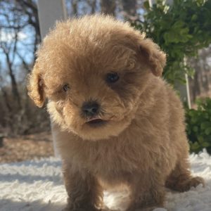 Toy Poodle Puppy for Sale