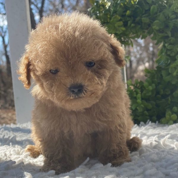 Toy Poodle Puppy for Sale