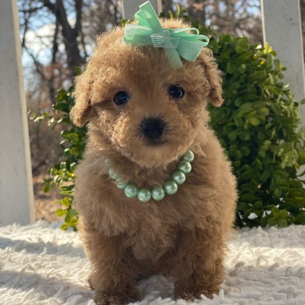 Toy Poodle Puppy for Sale