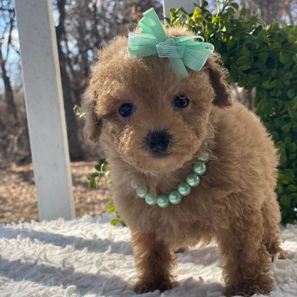 Toy Poodle Puppy for Sale