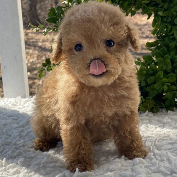 Toy Poodle Puppy for Sale