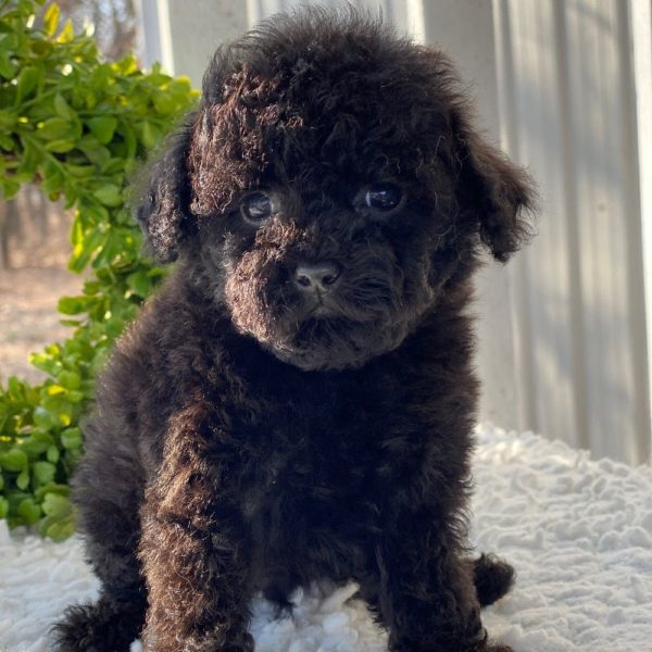 Miniature Poodle Puppy for Sale