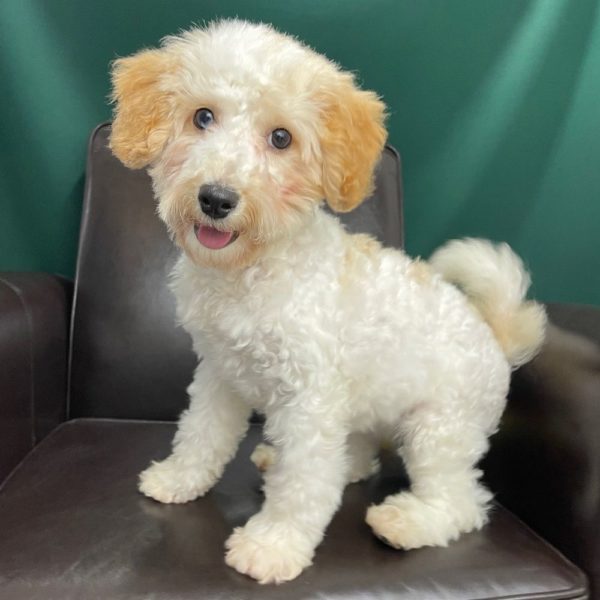 F1b Mini Goldendoodle Puppy for Sale