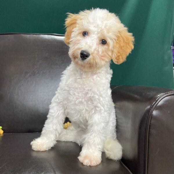 F1b Mini Goldendoodle Puppy for Sale