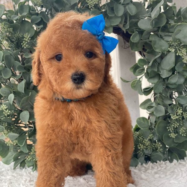 F1b Cockapoo Puppy for Sale