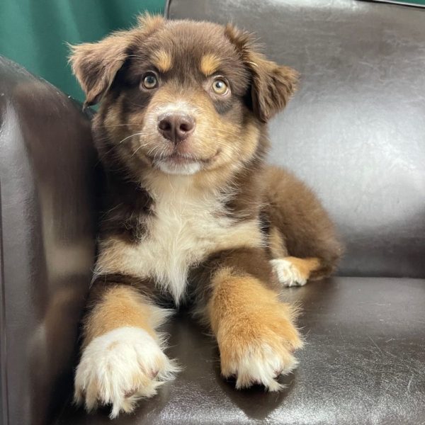 Miniature Australian Shepherd Puppy for Sale