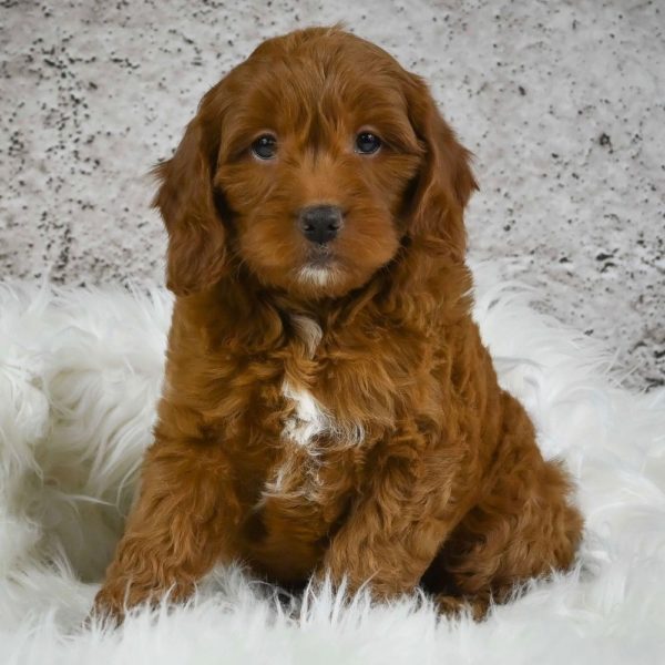 F1 Mini Goldendoodle Puppy for Sale