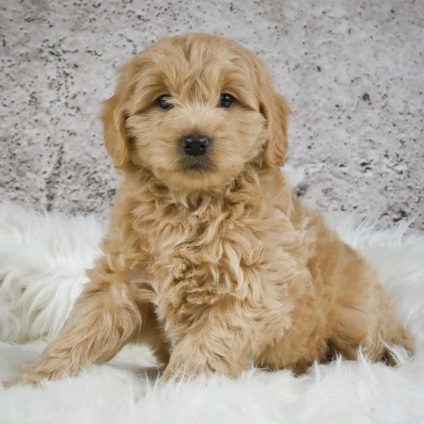 F1 Mini Goldendoodle Puppy for Sale