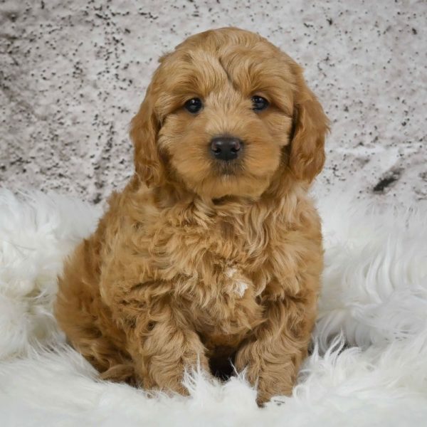 F1 Mini Goldendoodle Puppy for Sale