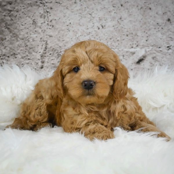 F1 Mini Goldendoodle Puppy for Sale
