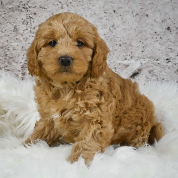 F1 Mini Goldendoodle Puppy for Sale