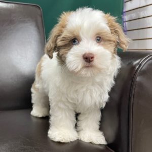 Havapoo Puppy for Sale