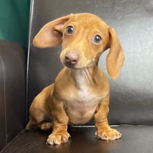 Mini Dachshund Puppy for Sale