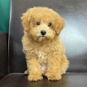 Miniature Poodle Puppy for Sale