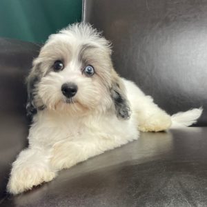 Havapoo Puppy for Sale