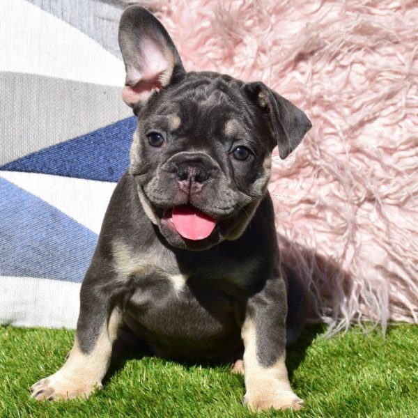 French Bulldog Puppy for Sale