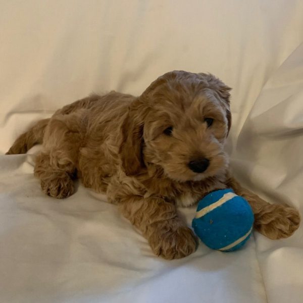 F1 Cockapoo Puppy for Sale