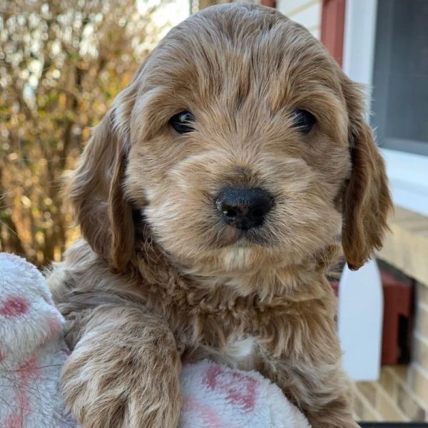 F1 Cockapoo Puppy for Sale