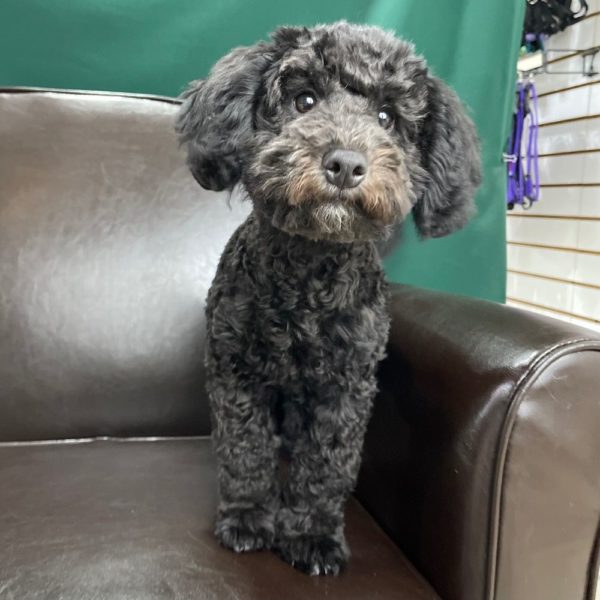 Havapoo Puppy for Sale