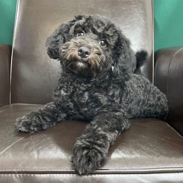 Havapoo Puppy for Sale