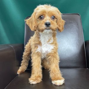 F1 Cavapoo Puppy for Sale