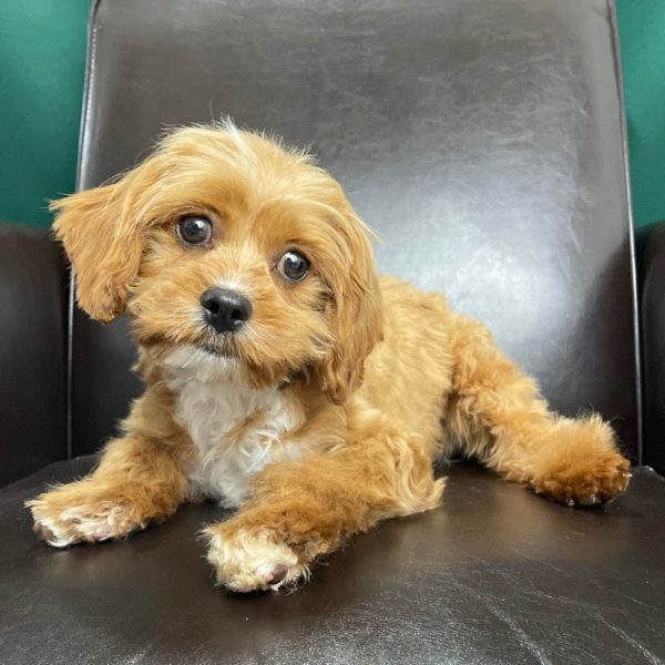 F1 Cavapoo Puppy for Sale