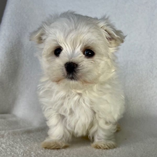 Maltese Puppy for Sale