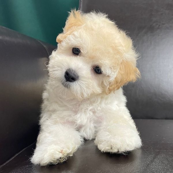 Maltipoo Puppy for Sale