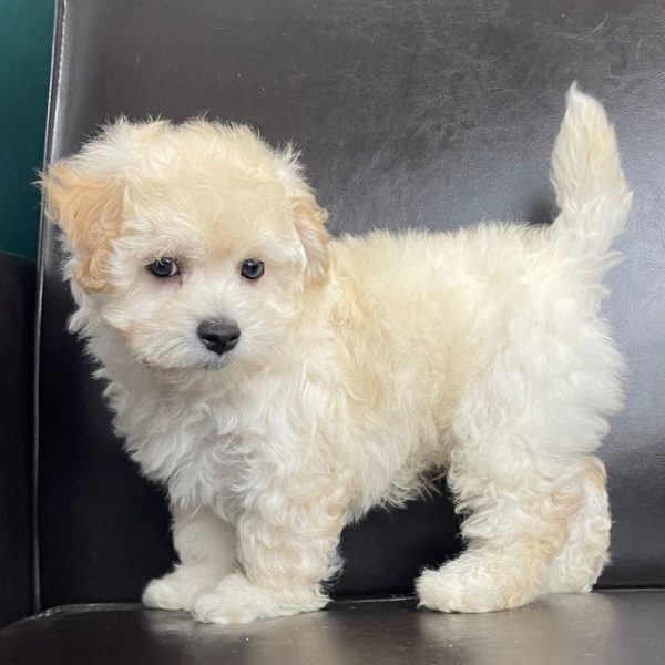 Maltipoo Puppy for Sale