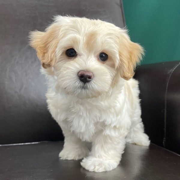 Maltipoo Puppy for Sale