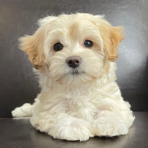Maltipoo Puppy for Sale