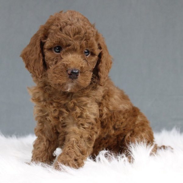Miniature Poodle Puppy for Sale