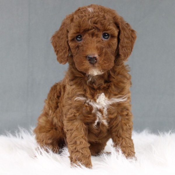 Miniature Poodle Puppy for Sale