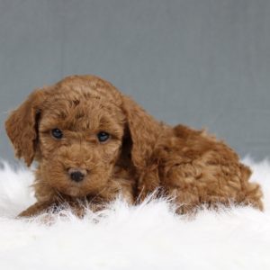 Miniature Poodle Puppy for Sale